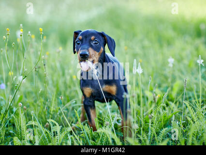 Deutsche Pinscher. Welpen stand auf einer Wiese beim Kauen auf einer Blume. Deutschland. Stockfoto
