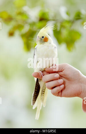 Nymphensittich (Nymphicus hollandicus) auf der Hand. Deutschland Stockfoto