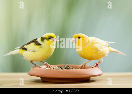 Inländische Kanarienvogel. Zwei Vögel verschiedener Farbe auf einem Teller mit Samen gefüllt. Deutschland Stockfoto