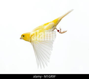 Inländische kanarischen im Flug, Studio Bild auf weißem Hintergrund Stockfoto