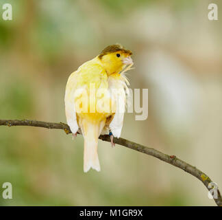 Inländische Kanarienvogel. Crested Vogel auf einem Zweig thront, während das Putzen. Deutschland Stockfoto