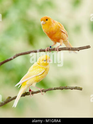 Inländische Kanarienvogel. Zwei Vögel verschiedener Farbe auf Ästen thront. Deutschland. Stockfoto