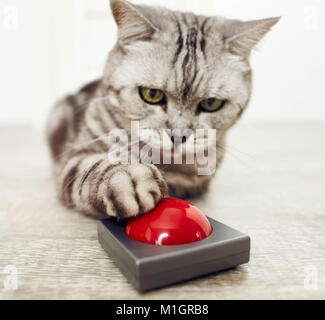 Britisch Kurzhaar. Grau tabby nach Berühren der Summer. Deutschland Stockfoto