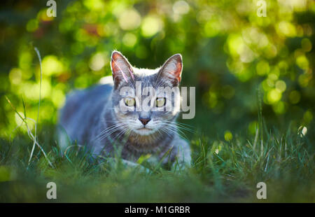 Hauskatze. Grau tabby Erwachsener im Gras liegen. Deutschland. Stockfoto