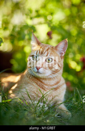 Hauskatze. Red Tabby Erwachsener im Gras liegen. Deutschland. Stockfoto