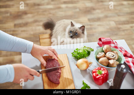 Heilige Birma. Erwachsene Katze beobachten, Frau Essen zubereiten. Deutschland Stockfoto