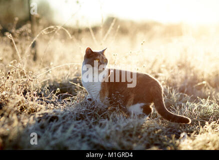 Britisch Kurzhaar. Erwachsene Katze an einem frostigen Morgen im Garten. Deutschland Stockfoto