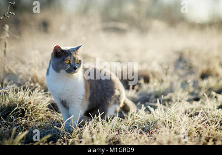 Britisch Kurzhaar. Erwachsene Katze an einem frostigen Morgen im Garten. Deutschland Stockfoto