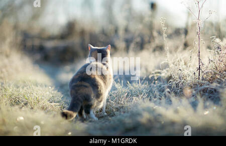 Britisch Kurzhaar. Erwachsene Katze an einem frostigen Morgen im Garten. Deutschland Stockfoto