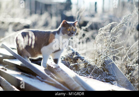Britisch Kurzhaar. Erwachsene Katze an einem frostigen Morgen im Garten. Deutschland Stockfoto