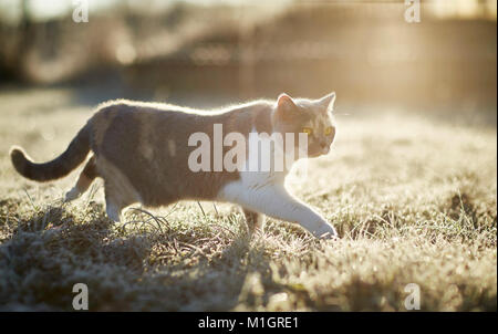 Britisch Kurzhaar. Erwachsene Katze an einem frostigen Morgen im Garten. Deutschland Stockfoto