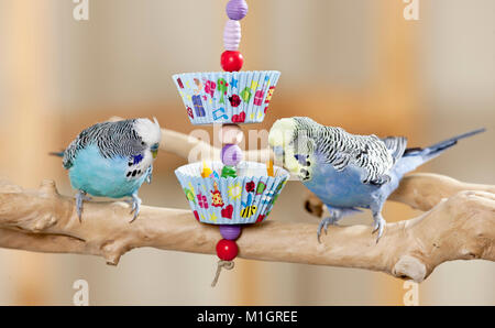 Wellensittich, Wellensittich (Melopsittacus undulatus). Zwei Männer spielen mit selbstgebauten Spielzeug. Deutschland Stockfoto