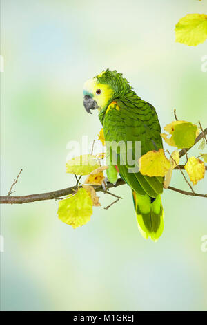 Blue-fronted Amazon (Amazona aestiva). Nach thront auf einem Zweig. Deutschland Stockfoto