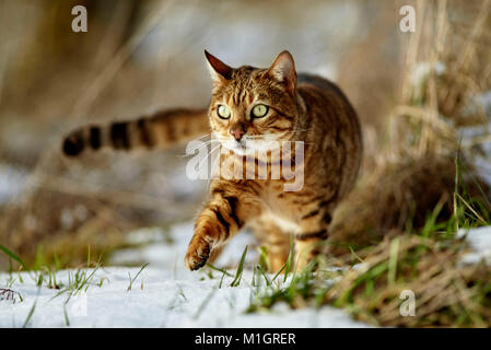 Bengal Katze. Erwachsene gehen auf Schnee. Deutschland Stockfoto