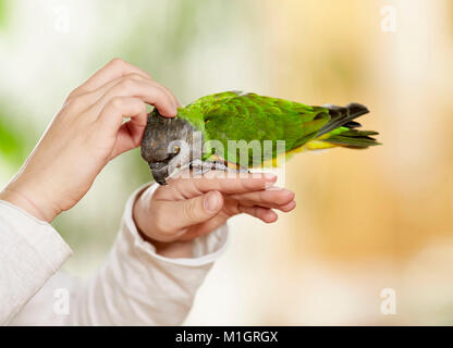 Senegal Papagei (Poicephalus senegalus). Erwachsene auf die Hand, Kitzelte. Deutschland Stockfoto