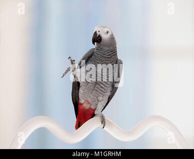 African Grey Papagei (Psittacus erithacus). Der Erwachsene scheint zu winken. Deutschland Stockfoto