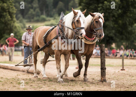 South German Coldblood und Schwarzwälder Pferd. Team von zwei während einer Protokollierung Wettbewerb in Bayern, Deutschland. Stockfoto