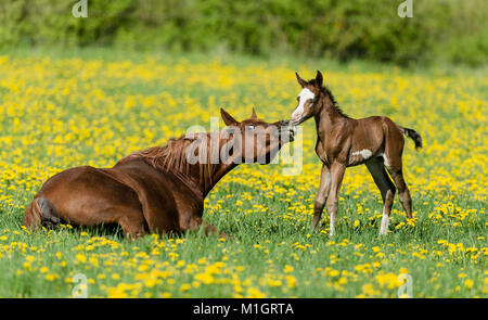 Vollblutaraber Pferd. Chestnut Mare liegen auf einer blühenden Wiese, Schnüffeln bei Fohlen. Deutschland Stockfoto