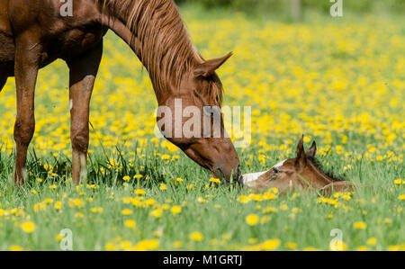 Vollblutaraber Pferd. Chestnut Mare schnüffeln bei Fohlen, liegend auf einer blühenden Wiese. Deutschland Stockfoto