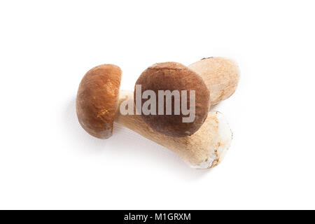 Im Herbst erstaunliche essbare Pilze Boletus Edulis (king bolete) als Steinpilze auf weißem Hintergrund bekannt geerntet. Stockfoto