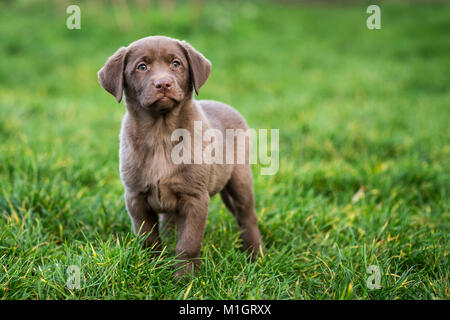 Labrador Rewtriever. Braune Welpen im Gras. Deutschland.. Stockfoto