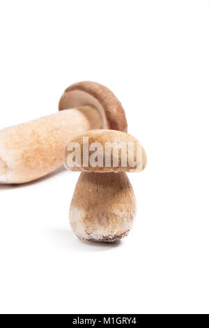 Im Herbst erstaunliche essbare Pilze Boletus Edulis (king bolete) als Steinpilze bekannt geerntet. Single Porcini-pilzen vor und mehrere Stockfoto