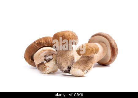 Im Herbst erstaunliche essbare Pilze Boletus Edulis (king bolete) als Steinpilze auf weißem Hintergrund bekannt geerntet. Stockfoto