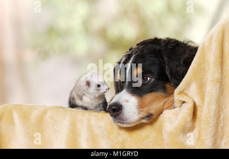 Tier Freundschaft: Australian Shepherd und Frettchen (Mustela putorius furo) auf einer Decke Stockfoto