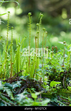 Blechnum spicant Rippenfarn, Rotwild, fern Stockfoto