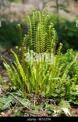 Blechnum spicant Rippenfarn, Rotwild, fern Stockfoto