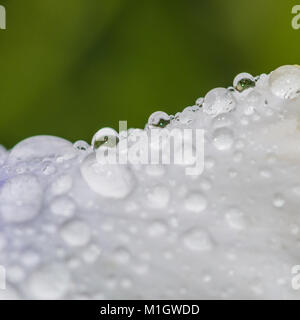 Eine Makroaufnahme von Regentropfen, die auf einer weißen Mohn blüht. Stockfoto