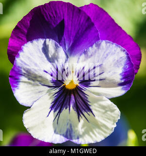 Ein Schuss von einem weißen Stiefmütterchen Blume. Stockfoto