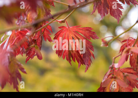 Japanische Ahorn (Acer japonicum Aconitifolium), Japanischer Ahorn (Acer japonicum Aconitifolium) Stockfoto