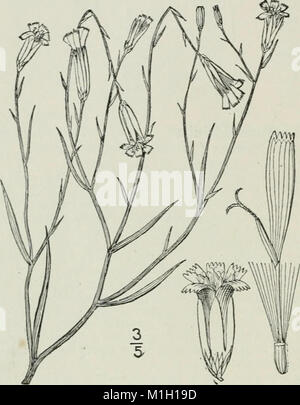 Eine Illustrierte Flora von der nördlichen USA, Kanada und die britischen Besitzungen - von Neufundland zu den Parallelen der südlichen Grenze von Virginia und vom Atlantik westwärts nach (14780868231) Stockfoto