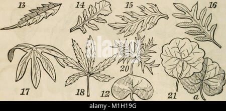 Eine Klasse - das Buch der Botanik, für Hochschulen, Akademien und anderen Seminaren illustriert durch eine Flora des nördlichen, mittleren und westlichen Staaten, insbesondere der Vereinigten Staaten nördlich der (14767243705) Stockfoto