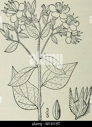 Eine Illustrierte Flora von der nördlichen USA, Kanada und die britischen Besitzungen - von Neufundland zu den Parallelen der südlichen Grenze von Virginia und vom Atlantik westwärts nach (14803593343) Stockfoto