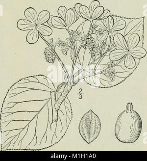Eine Illustrierte Flora von der nördlichen USA, Kanada und die britischen Besitzungen - von Neufundland zu den Parallelen der südlichen Grenze von Virginia und vom Atlantik westwärts nach (14597284599) Stockfoto