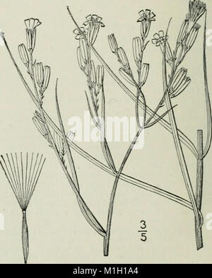 Eine Illustrierte Flora von der nördlichen USA, Kanada und die britischen Besitzungen - von Neufundland zu den Parallelen der südlichen Grenze von Virginia und vom Atlantik westwärts nach (14597367298) Stockfoto