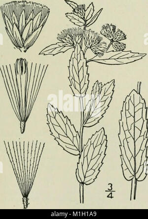 Eine Illustrierte Flora von der nördlichen USA, Kanada und die britischen Besitzungen - von Neufundland zu den Parallelen der südlichen Grenze von Virginia und vom Atlantik westwärts nach (14597657897) Stockfoto