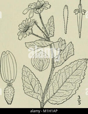 *Eine illustrierte Flora der nördlichen Vereinigten Staaten, Kanadas und der britischen Besitzungen* bietet umfassende botanische Beschreibungen von Pflanzen von Neufundland bis Virginia und westlich bis zu den Rocky Mountains. Stockfoto