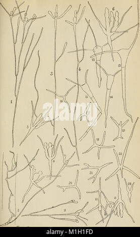 Annales de la Socit belge de microscopie (1875-1907) (18177602756) Stockfoto