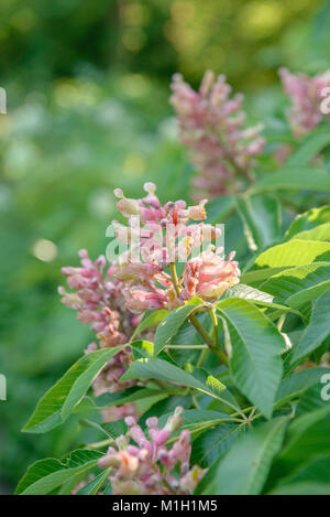 Rosskastanie (Aesculus × mutabilis Induta), Rosskastanie (Aesculus × mutabilis Induta) Stockfoto