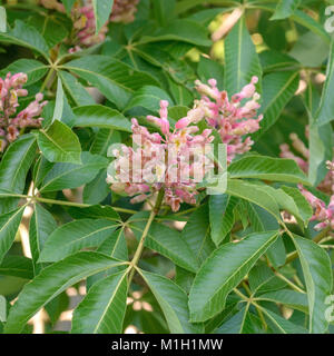 Rosskastanie (Aesculus × mutabilis Induta), Rosskastanie (Aesculus × mutabilis Induta) Stockfoto