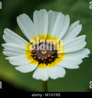 Eine Makroaufnahme eines weißen Chrysantheme Polar Star blühen. Stockfoto