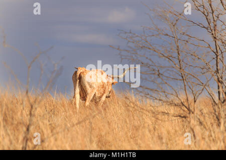 Eine weibliche Longhorn roaming Die grasländer der Tallgrass Prairie Preserve in Pawhuska, Oklahoma 2018 entfernt Stockfoto