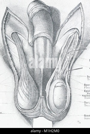 *An Atlas of Human Anatomy* (1903) ist ein umfassender Leitfaden für Studenten und Ärzte, der detaillierte Abbildungen und Erläuterungen zur menschlichen Anatomie bietet. Sie deckt die Struktur und Funktion verschiedener Organe und Systeme im menschlichen Körper ab. Stockfoto