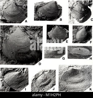 Amerikanische malakologische Bulletin (1997) (17535863783) Stockfoto