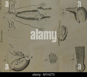 Ein System der Anatomie für Studierende der Medizin (Band 2) (1817) (14596404620) Stockfoto