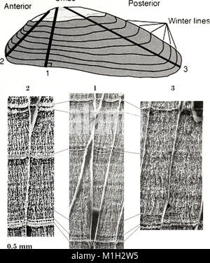 Das American Malacological Bulletin (2001) ist eine Fachzeitschrift, die sich der Malakologie widmet. Es veröffentlicht Forschungen zur Biologie, Ökologie und Erhaltung von Weichtieren sowie taxonomische Studien. Stockfoto