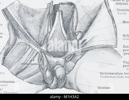 Ein Atlas der menschlichen Anatomie für Studierende und Ärzte (1903) (14760481826) Stockfoto